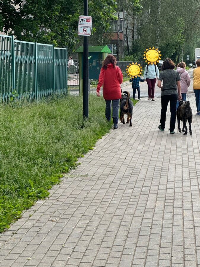 Жители Твери пожаловались на хозяек, выгуливающих опасных собак без намордников