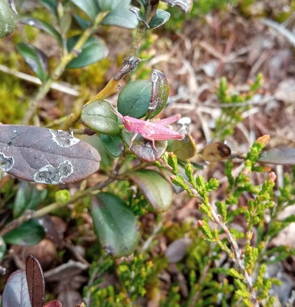 В Тверской области заметили кузнечика-мутанта