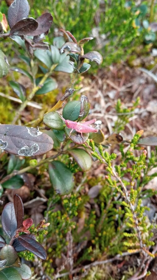 В Тверской области заметили кузнечика-мутанта