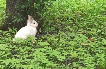 По улицам Твери бегает напуганный ушастый зверь