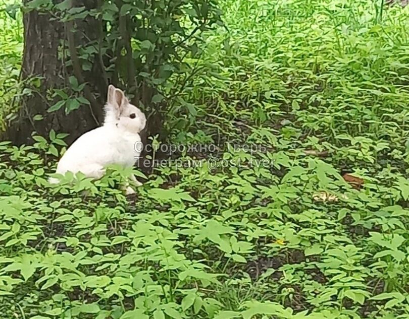 По улицам Твери бегает напуганный ушастый зверь
