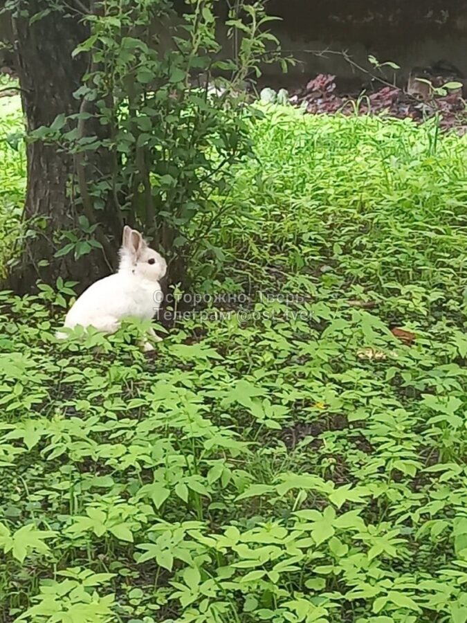 По улицам Твери бегает напуганный ушастый зверь