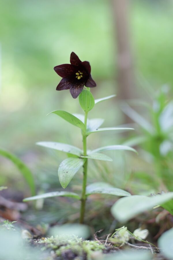 В Твери цветут съедобные шоколадные лилии