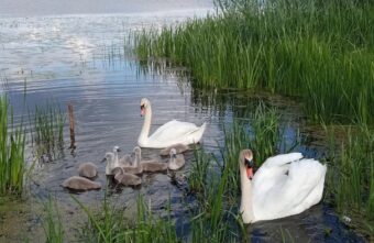В Тверской области семья лебедей гоняет надоедливых прохожих