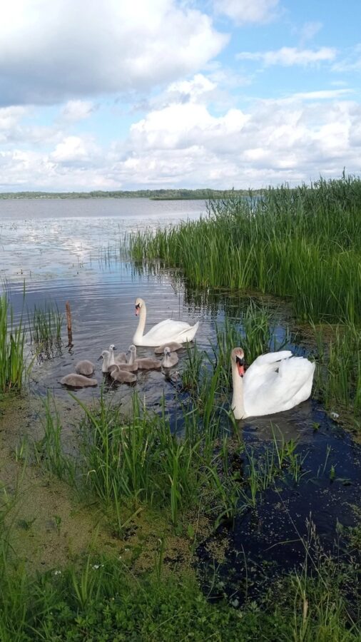 В Тверской области семья лебедей гоняет надоедливых прохожих