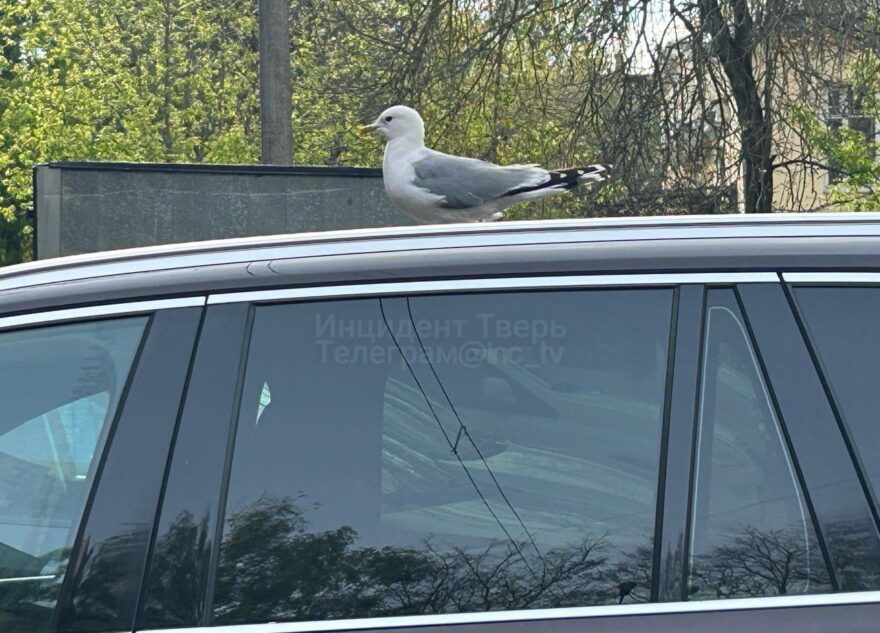 Жители Тверской области страдают от нашествия орущих чаек