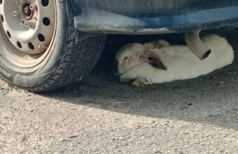 Под автомобилем в Тверской области нашли кролика