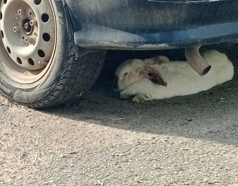 Под автомобилем в Тверской области нашли кролика