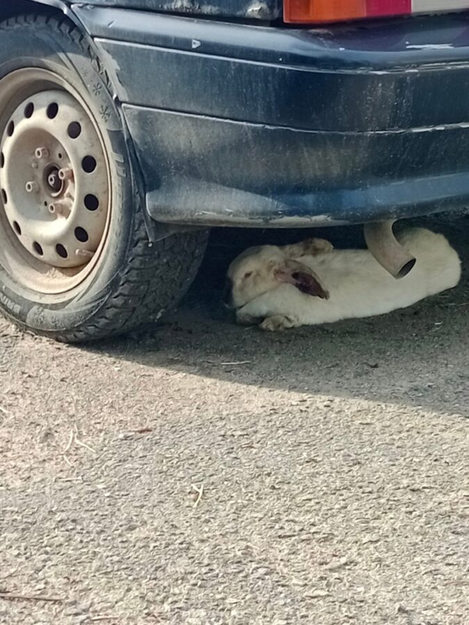 Под автомобилем в Тверской области нашли кролика