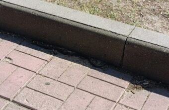 Жители Твери обнаружили на набережной опасную рептилию Жители Твери обнаружили на набережной опасную рептилию