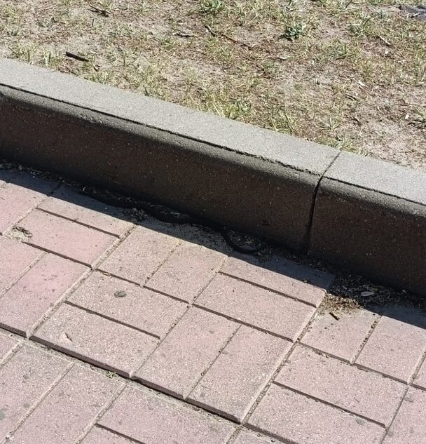 Жители Твери обнаружили на набережной опасную рептилию