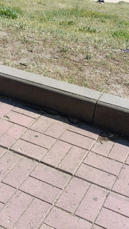 Жители Твери обнаружили на набережной опасную рептилию