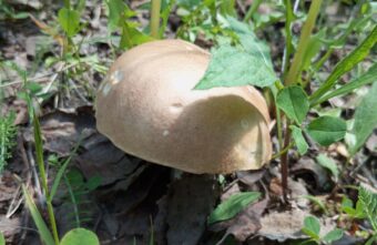 После июньских дождей в Тверской области стало больше грибов После июньских дождей в Тверской области стало больше грибов