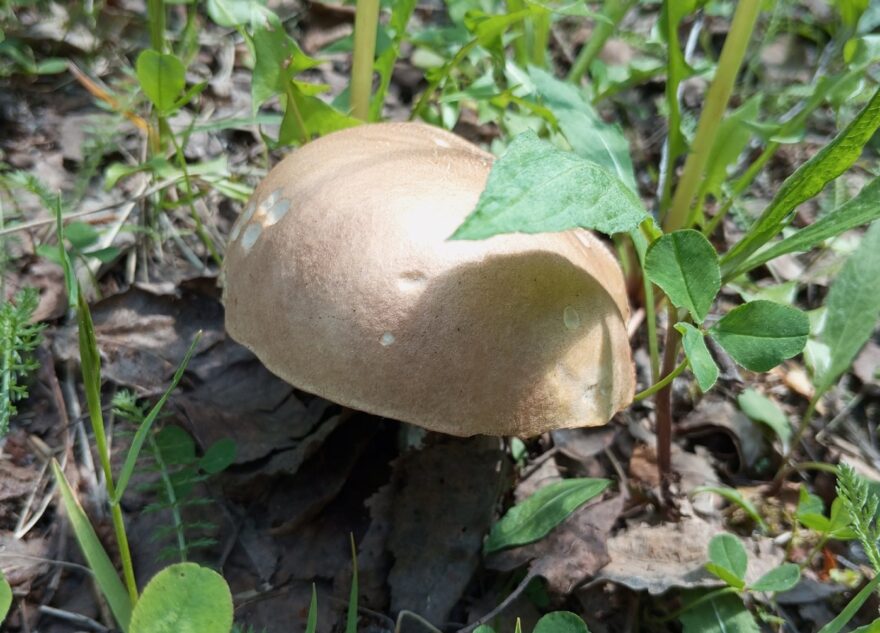 После июньских дождей в Тверской области стало больше грибов