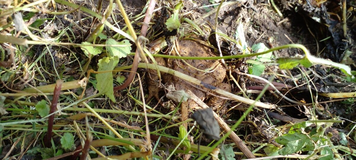 Жительница Тверской области обнаружила странную жабу, испускающую жидкость