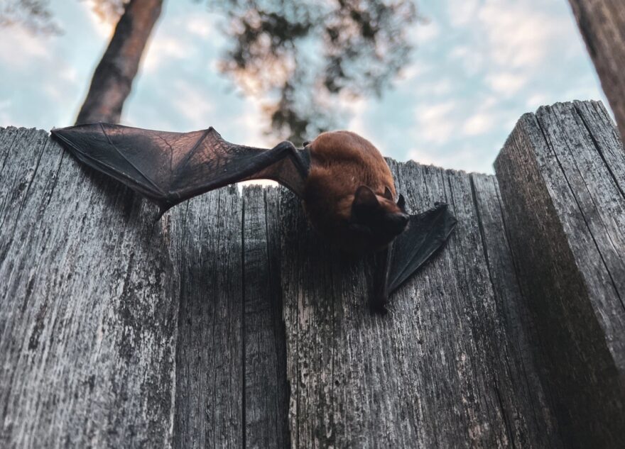 Хищные животные все чаще выходят к жителям Тверской области