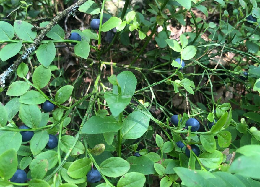 В лесах Тверской области поспела первая черника