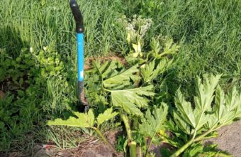 Жительница Тверской области продолжает в одиночку бороться с зарослями опасного растения