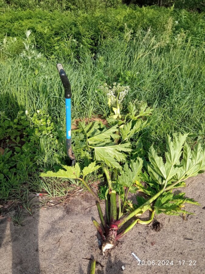 Жительница Тверской области продолжает в одиночку бороться с зарослями опасного растения
