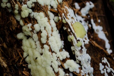 В Тверской области появилась умная плесень