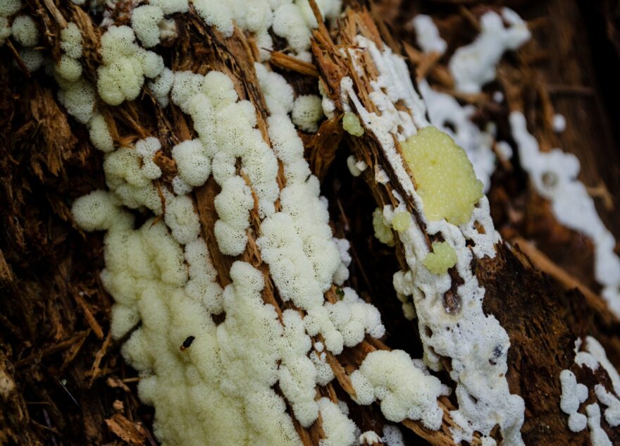 В Тверской области появилась умная плесень