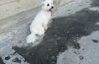 В Твери женщина на "Мерседесе" безжалостно выбросила своего питомца В Твери женщина на "Мерседесе" безжалостно выбросила своего питомца