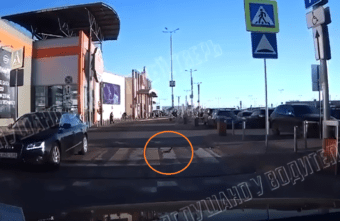 В Твери засняли на видео самого законопослушного голубя В Твери засняли на видео самого законопослушного голубя