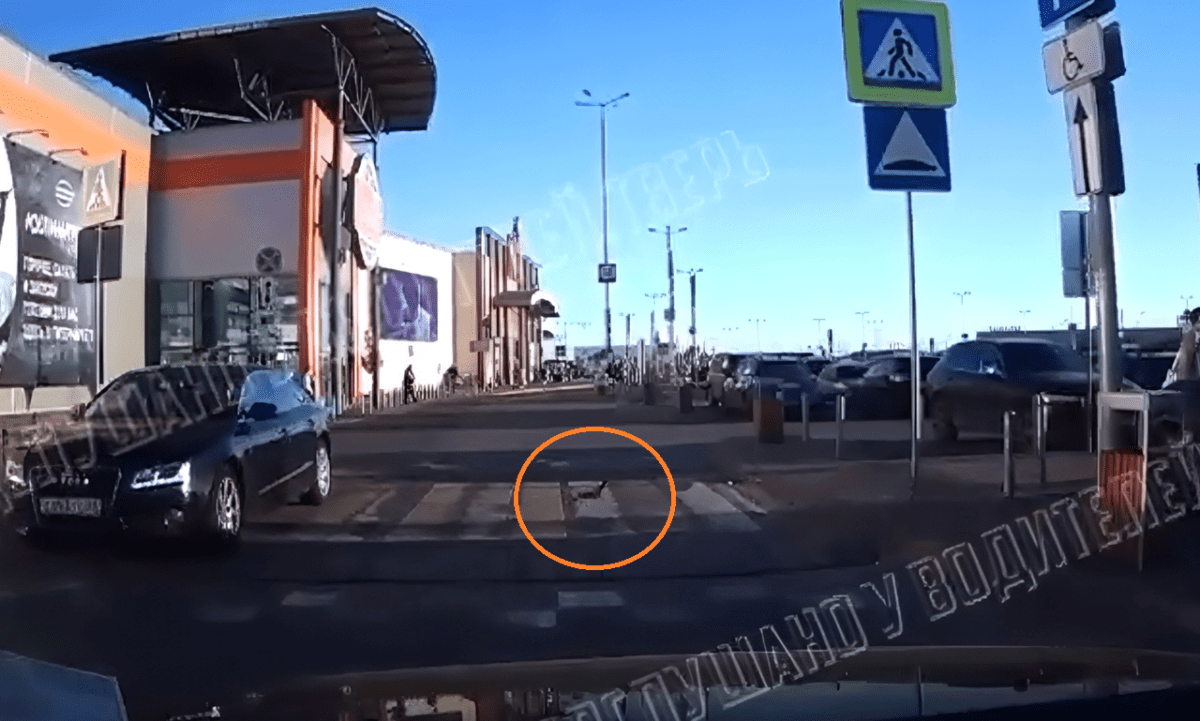 В Твери засняли на видео самого законопослушного голубя