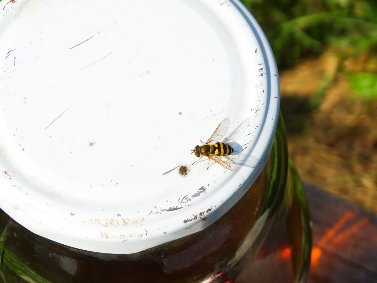 Жители Тверской области рассказали о многолетней жизни рядом с опасными осами