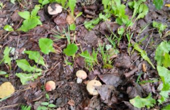 В Тверской области спортсмены собирают грибы прямо у стадиона