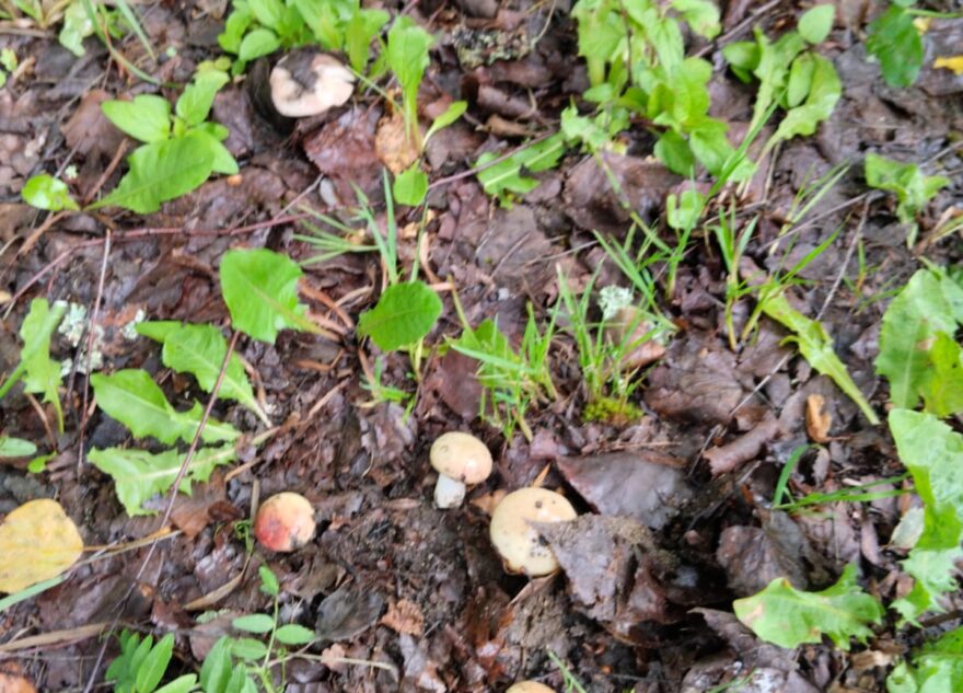 В Тверской области спортсмены собирают грибы прямо у стадиона