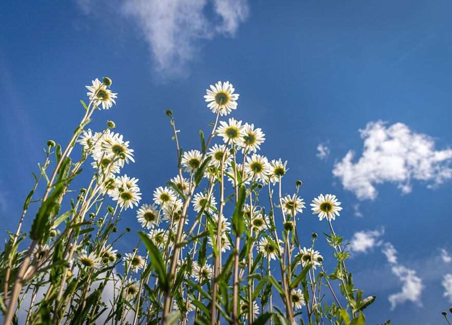 Сильная жара придет в Тверскую область на два дня раньше