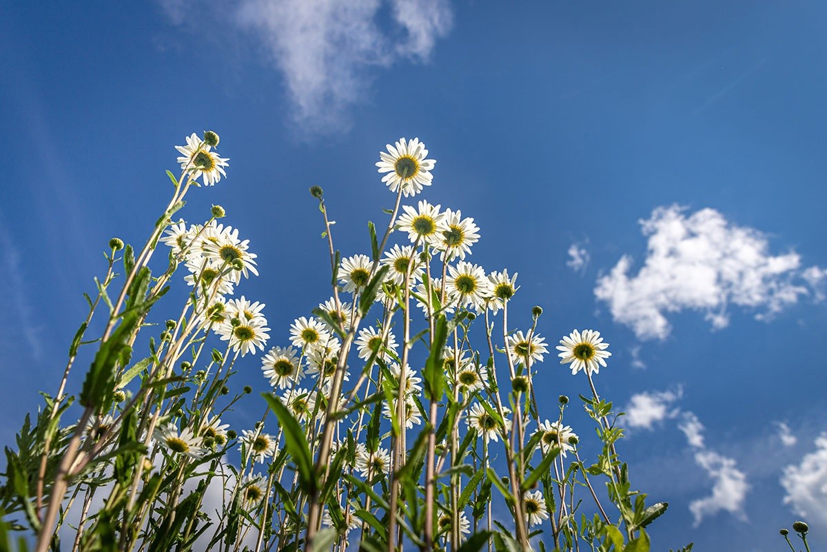 Сильная жара придет в Тверскую область на два дня раньше