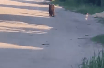 В Тверской области медвежонок вышел на прогулку к людям В Тверской области медвежонок вышел на прогулку к людям