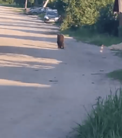 В Тверской области медвежонок вышел на прогулку к людям