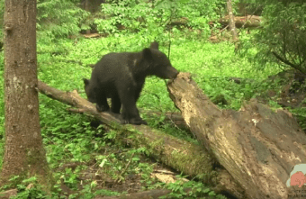 Жителям Тверской области показали забавное видео отдыхающих медвежат-сирот Жителям Тверской области показали забавное видео отдыхающих медвежат-сирот