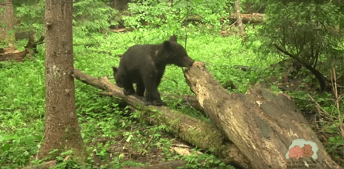 Жителям Тверской области показали забавное видео отдыхающих медвежат-сирот