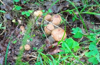 Многие жители Тверской области вернулись из леса с грибами