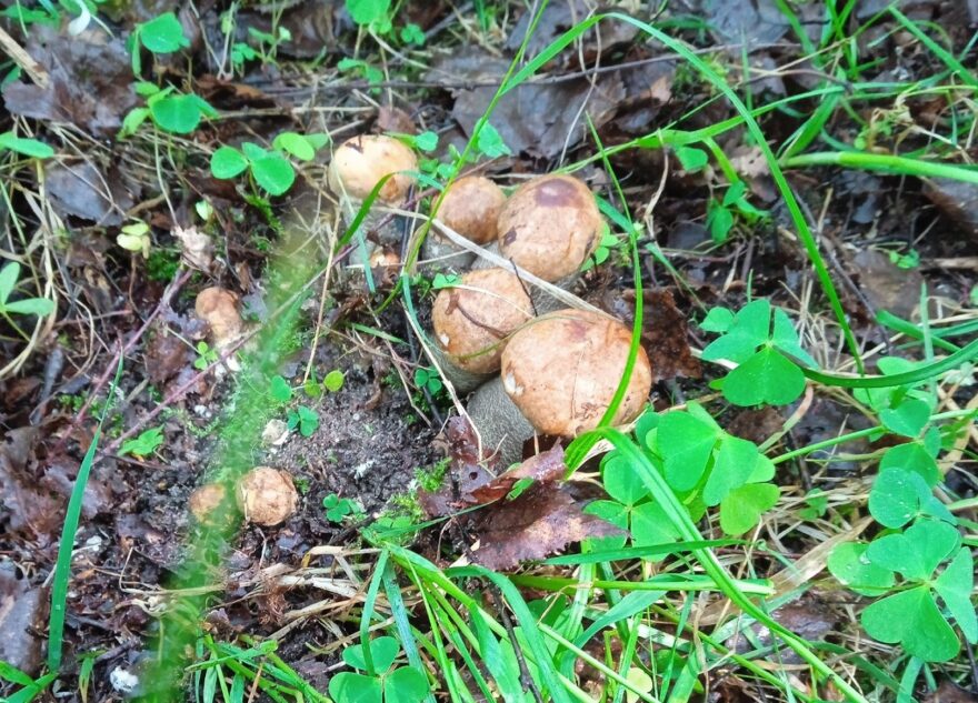 Многие жители Тверской области вернулись из леса с грибами