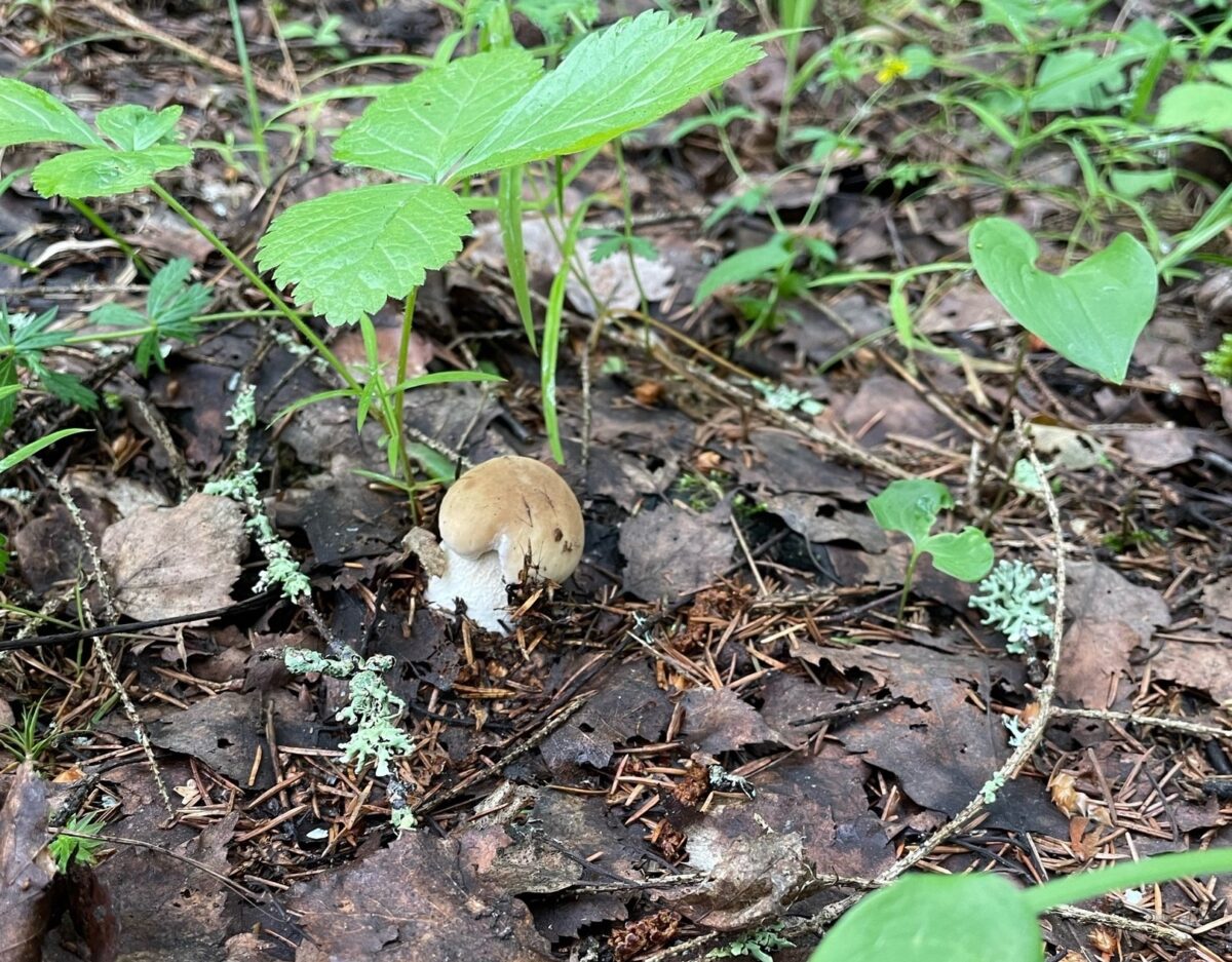 Дождались: во многих районах Тверской области пошли грибы