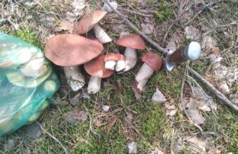 Жители Тверской области рассказали, сколько в лесу грибов и ягод Жители Тверской области рассказали, сколько в лесу грибов и ягод