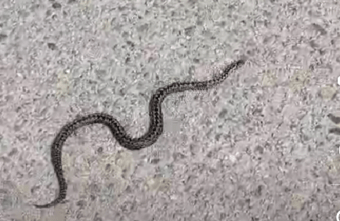 На Старицком шоссе под Тверью ползает большая гадюка