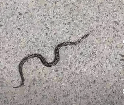 На Старицком шоссе под Тверью ползает большая гадюка