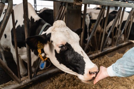 В Тверской области продолжается расширение мер поддержки животноводства и растениеводства