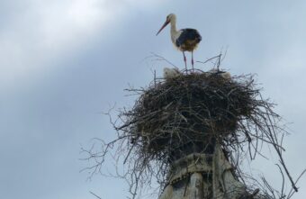 В Тверской области жители всем селом выхаживают оставшихся без мамы аистят