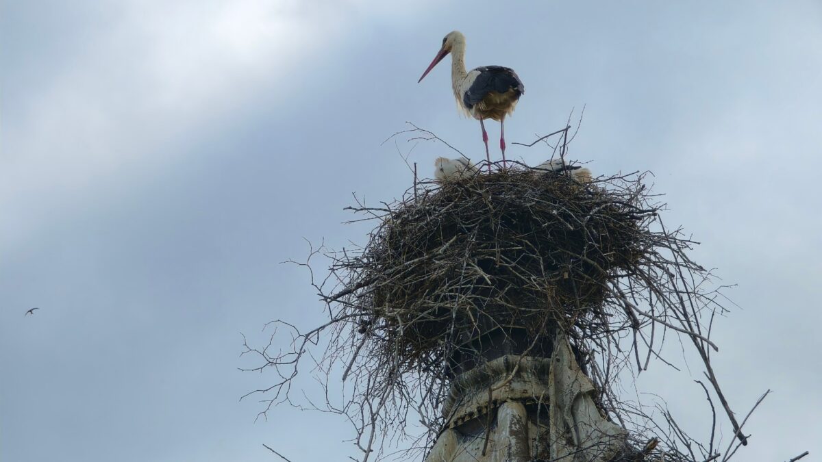 В Тверской области жители всем селом выхаживают оставшихся без мамы аистят