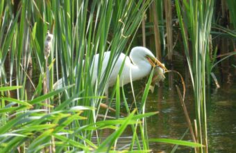 В Твери цапля ела рыбу и позировала жителям В Твери цапля ела рыбу и позировала жителям