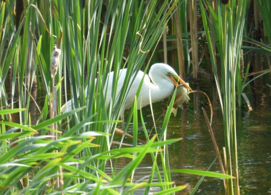 В Твери цапля ела рыбу и позировала жителям