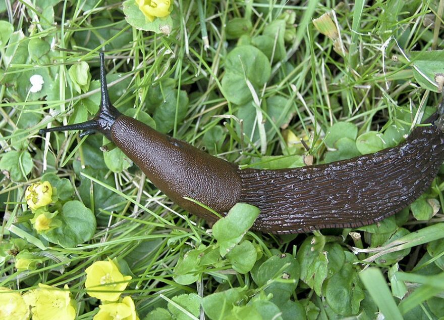 Гигантские слизни доползли из Москвы до Тверской области