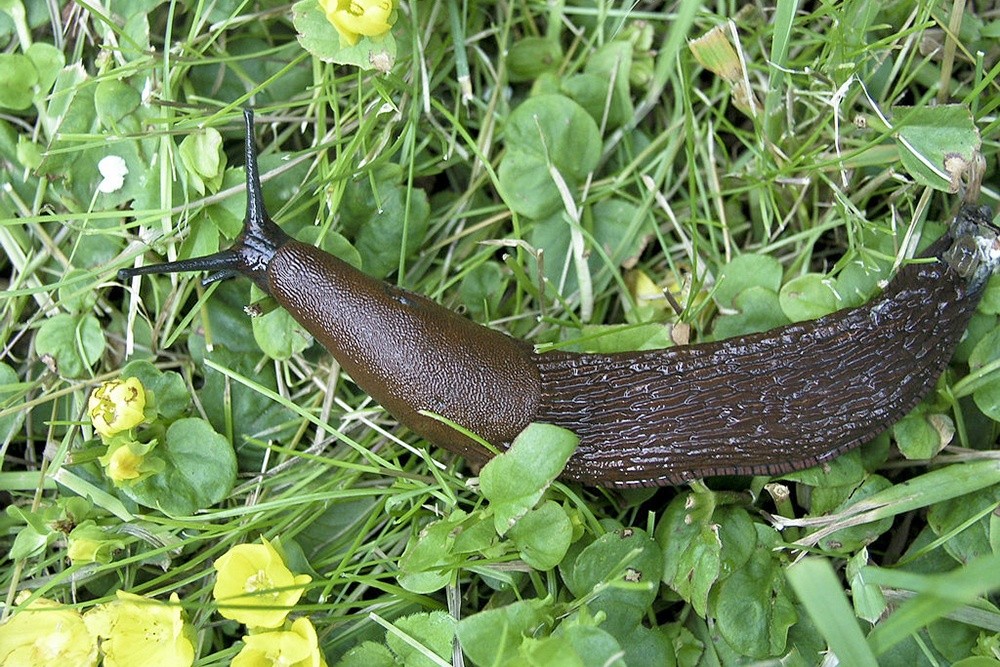 Гигантские слизни доползли из Москвы до Тверской области